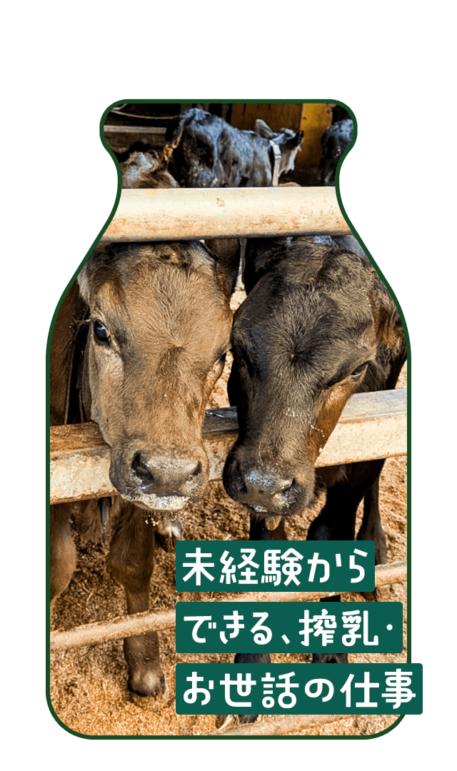 未経験からできる、搾乳・お世話の仕事